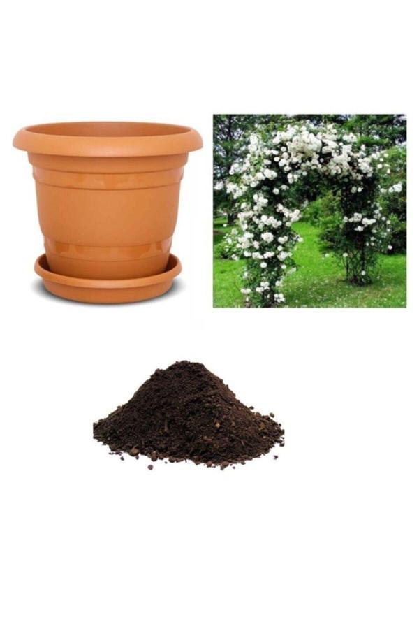 Ayc Botanik Nadir Yediveren Beyaz Sarmaşık Gül Tohumu Ekim Seti - Image 1