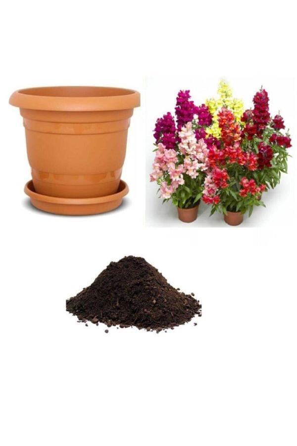 Ayc Botanik Karışık Aslanağzı Çiçeği Tohumu Ekim Seti - Image 1