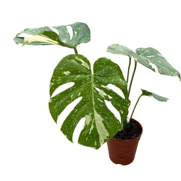 Monstera Deliciosa 'Thai Constellation' (Deve Tabanı) - Image 1