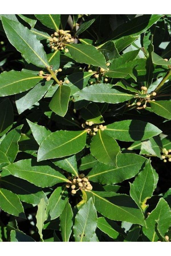 Vipfoni Defne Ağacı Tohumu - Image 1