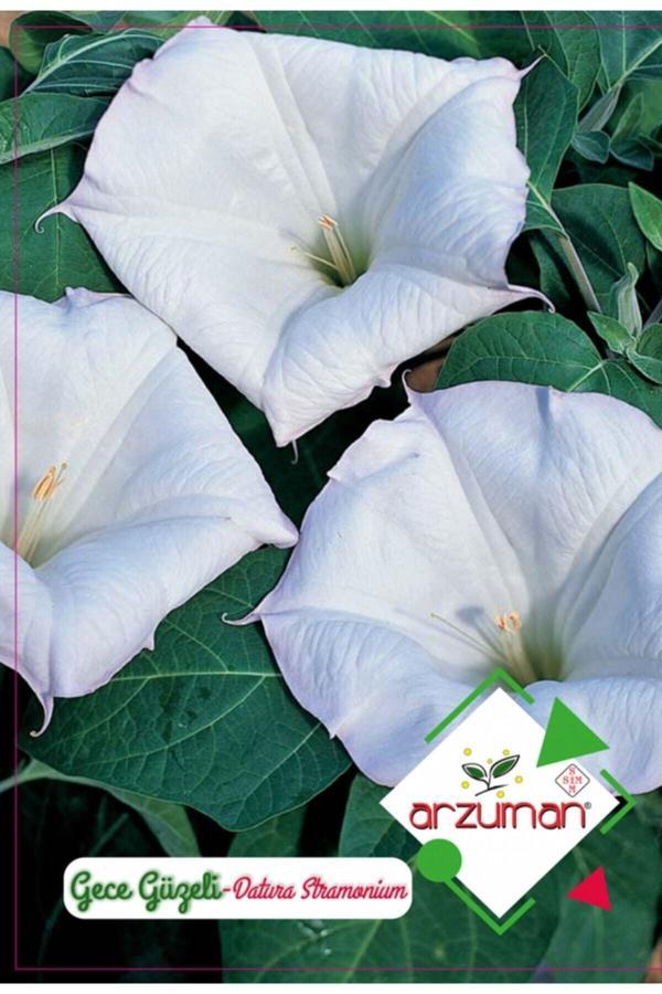 Arzuman Tohum Gece Güzeli Çiçeği Çiçek Tohumu - Image 1