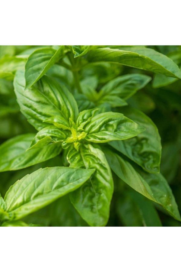 Floramut Geniş Yapraklı Italyan Fesleğen Tohumu-100 Tohum - Image 1