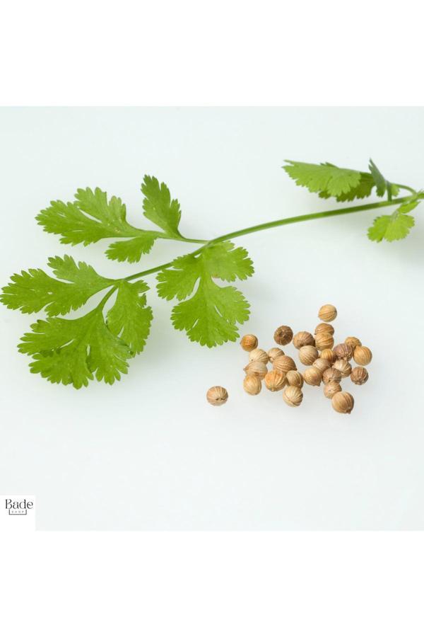 Bade Shop 150 Adet- Kişniş Otu (Aş Otu) Tohumu - Image 1