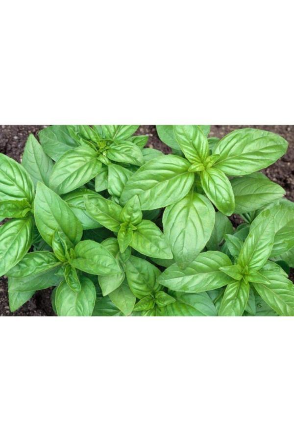 Tohumbaba Feslehen Tohumu Pakette 20 Adet Tohum - Image 1