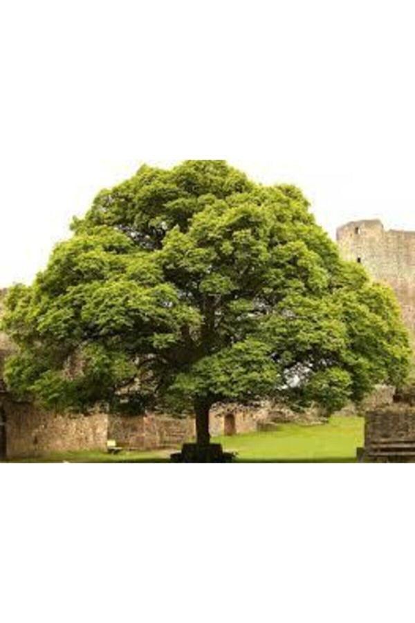 Ata Tohumculuk 5 Adet Tohum Nadir Ihlamur Ağacı Tohumu Ihlamur Ağacı Sürpriz Hediye Tohumla Birlikte Gönderilir - Image 1