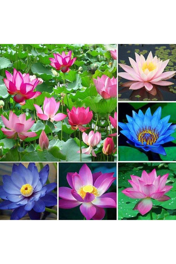 Bade Shop 4 Adet Karışık Renklerde Lotus (Nilüfer) Çiçeği Tohumu - Image 1