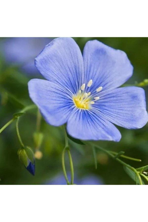Meryem Tohumculuk Mavi Linum Keten Çiçeği 25 Tohum - Image 1