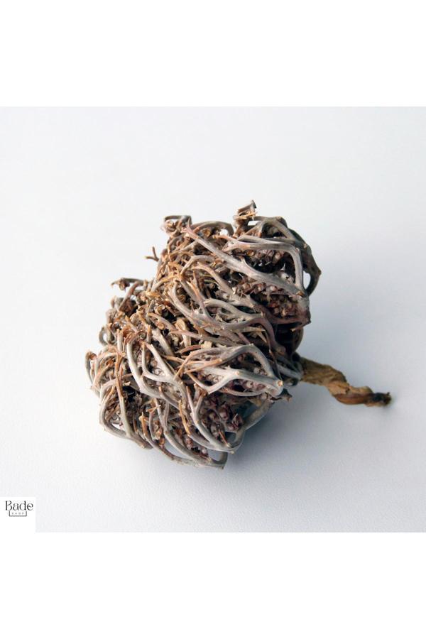 Bade Shop 3 Adet Meryem (Meryam) Ana Eli Otu - Fatma Ana Eli Otu (Anastatica Hierochuntica) Kolay Doğum Için - Image 1