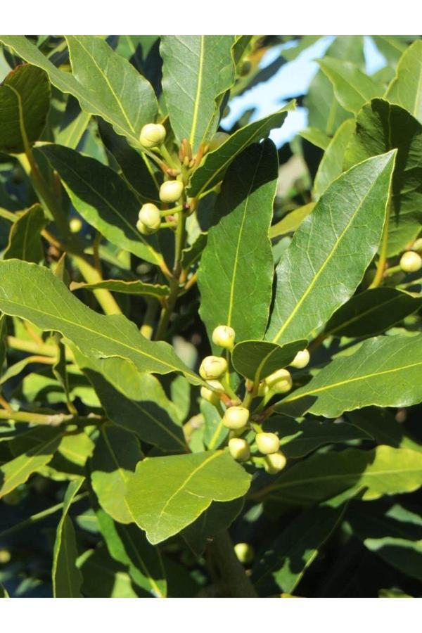 Şafak Peyzaj Tohumculuk Defne Ağacı Tohumu 3 Adet - Image 1