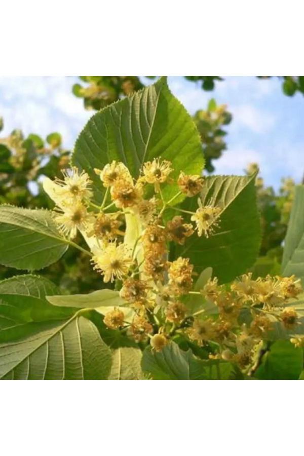 Bade Shop Bahçenize Özel 5 Adet Ihlamur Tohumu – Hoş Kokulu Ihlamur Ağacı İçin - Image 1