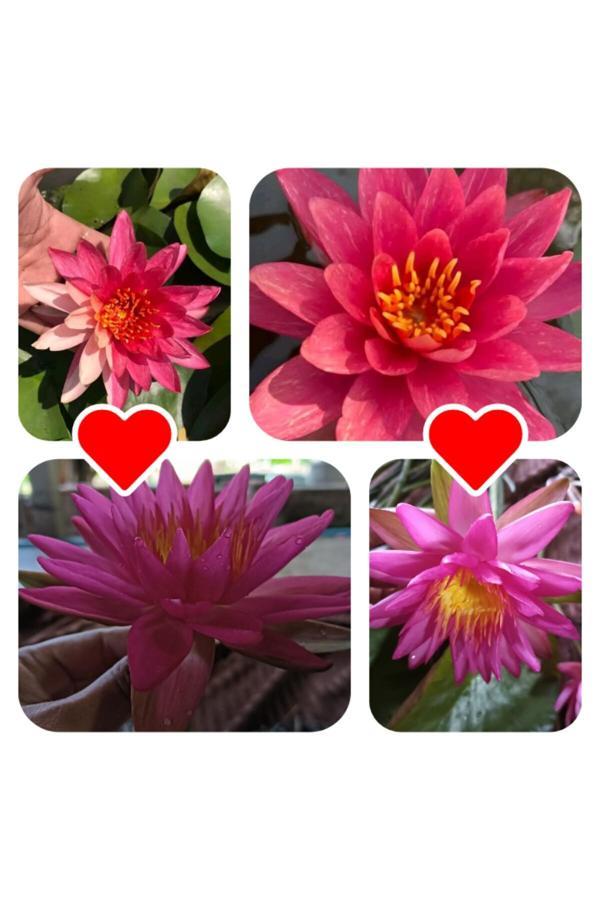 Bade Shop 4 Adet Karışık Nadir Renklerde Lotus (Nilüfer) Çiçeği Tohumu - Image 1