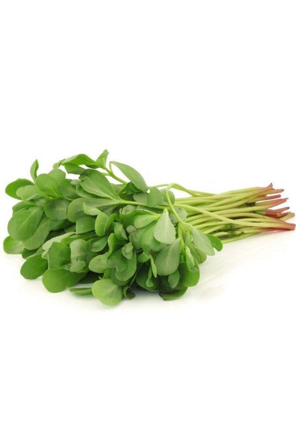 Semizotu Tohumu 10 Gr - Image 1