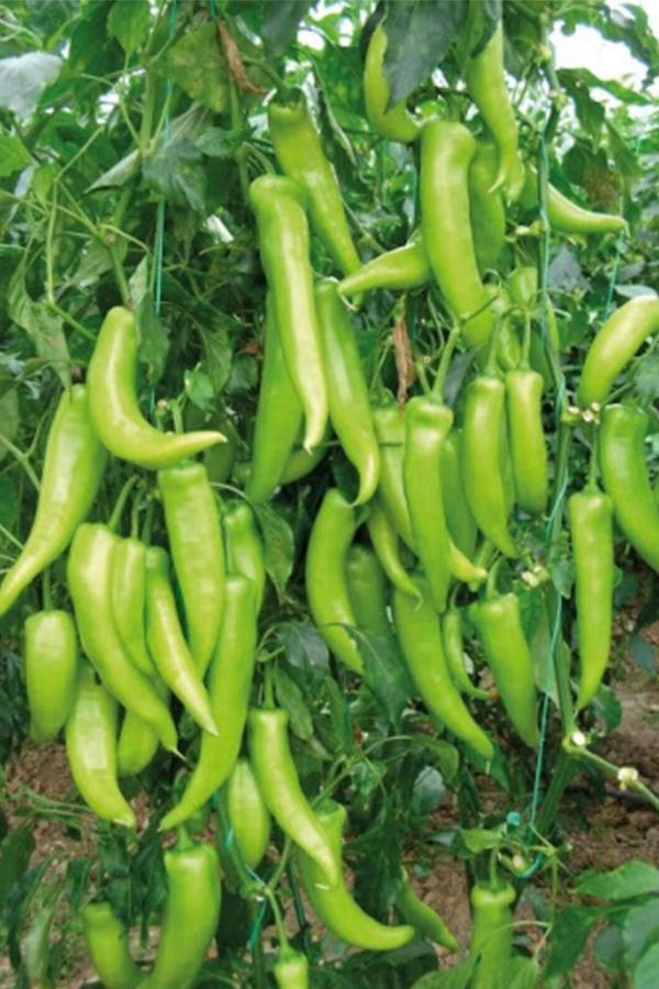 Çarliston Biber Tohumu 10 Gr - Image 1