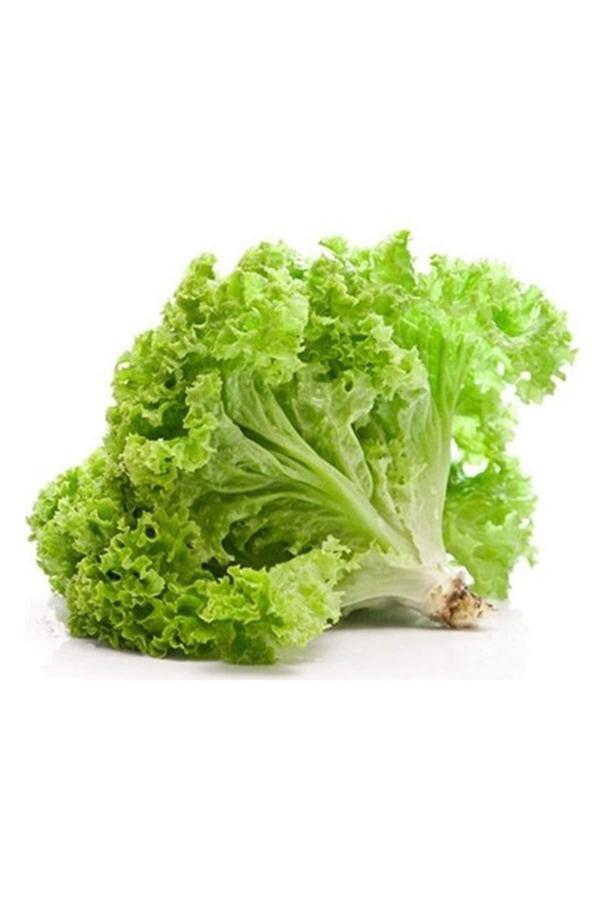 Yazlık Kıvırcık Marul Tohumu 10 Gr - Image 1