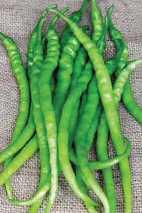 Acı Kıl Biber Tohumu 10 Gr - Image 1