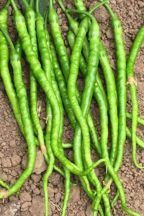 Tatlı Kıl Biber Tohumu 10 Gr - Image 1