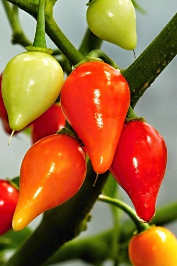 Misket Biberiye Biber Tohumu 5 gr - Image 1