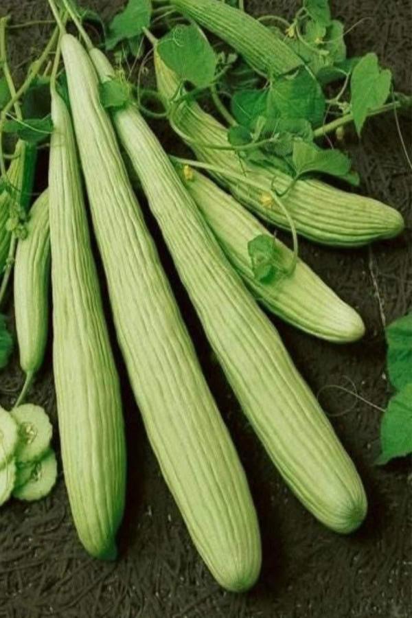 Acur Tohumu 10 Gr - Image 1