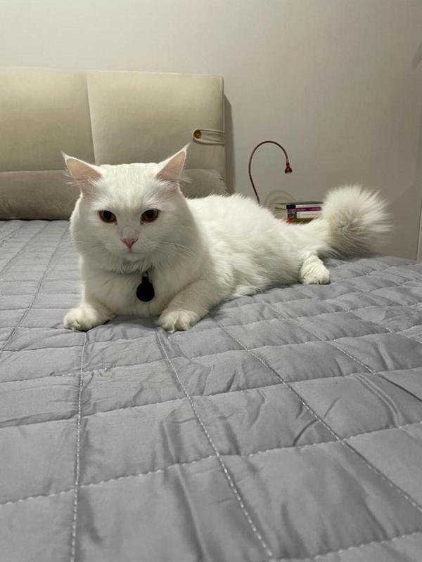 YÜN DOLGULU AĞIRLIKLI TERAPİ YORGANI-BATTANİYE 6 KG 155X215 GRİ - Image 1