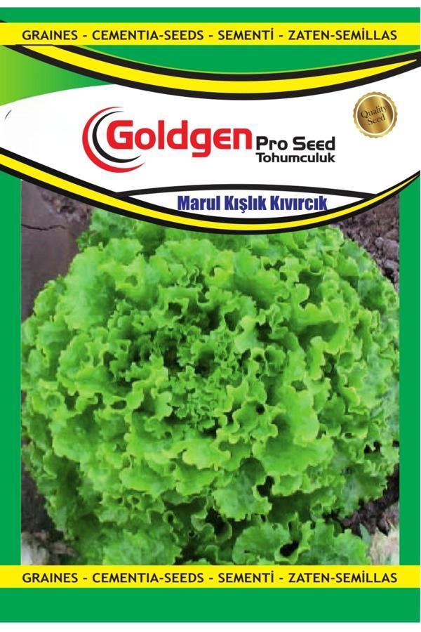 Kademgiller Kışlık Kıvırcık Marul Tohumu - Image 1