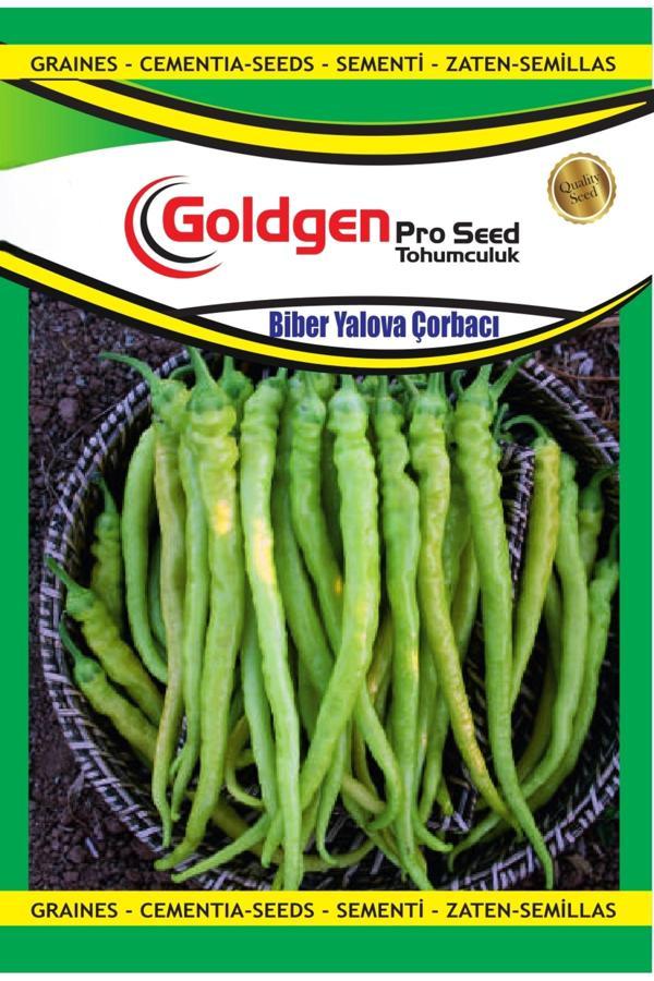 Kademgiller Yalova Çorbacı Sivri Biber Tohumu - Image 1