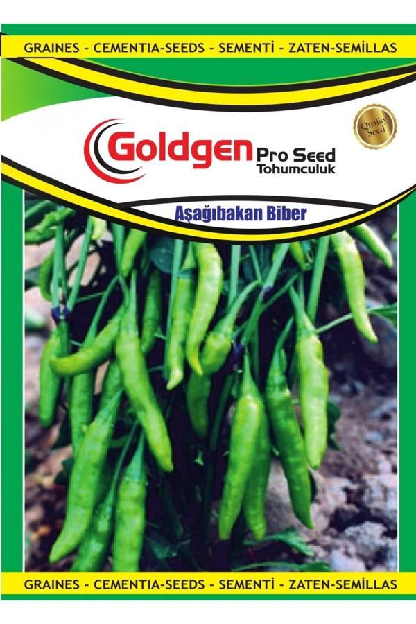 Kademgiller Aşağı Bakan Cin Biber Tohumu - Image 1