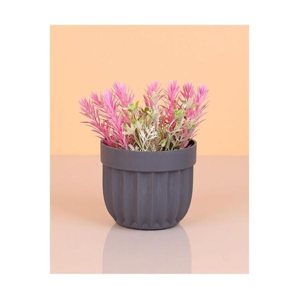 Çizgili Saksı Dikenli Çiçek Royaleks-5781 - Image 1