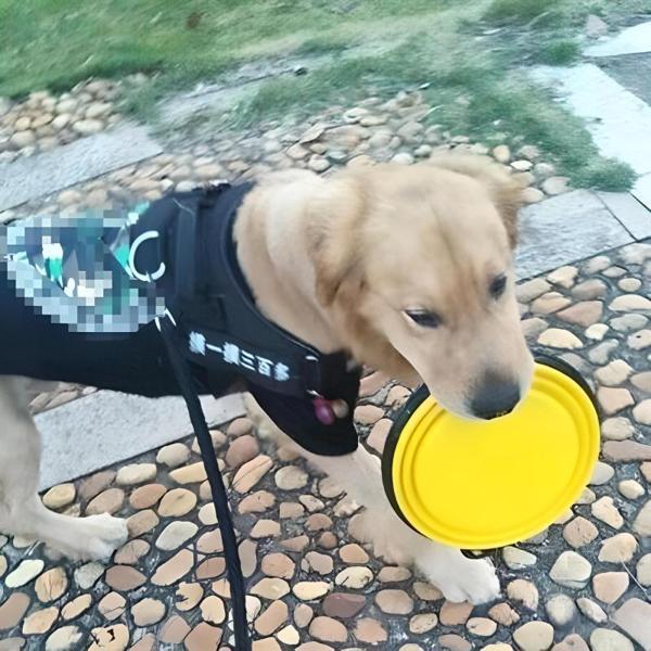 Katlanabilir Kedi Köpek Mama ve Su Kabı Köpek Oyuncağı (Sarı) - Image 1