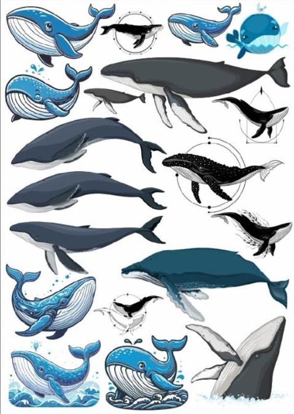 Balina Sticker Set - Image 1