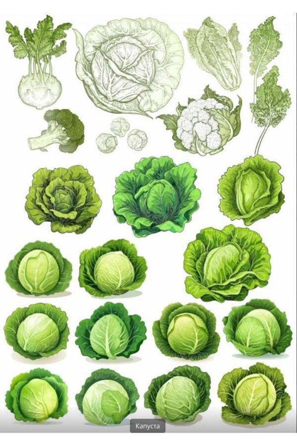 Lahana Sticker Set 5 - Image 1