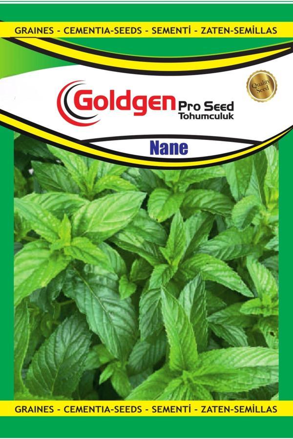 Kademgiller Nane Tohumu - Image 1