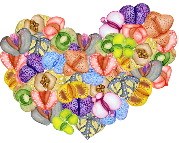 Çeşitli Canlı Sukulent Kalp - Image 1