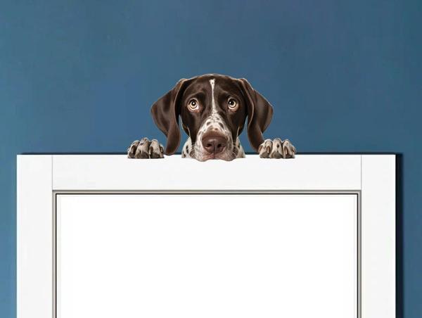 Kahverengi Beyaz Benekli Kısa Tüylü Pointer Köpek Duvar Sticker'ı - Image 1