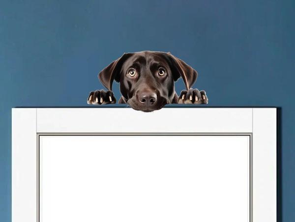 Koyu Kahverengi Labrador Köpek Duvar Sticker'ı - Image 1