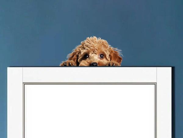 Minyatür Schnauzer Duvar Stickerı - Image 1