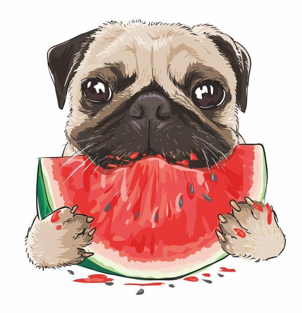 Karpuz Yiyen Pug Köpek Duvar Stickerı - Image 1