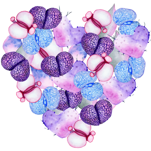 Mor ve Mavi Lithops Kalp - Image 1