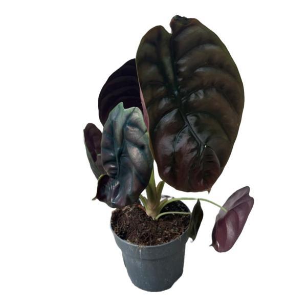 Alocasia Cuprea (Fil Kulağı) - Image 1