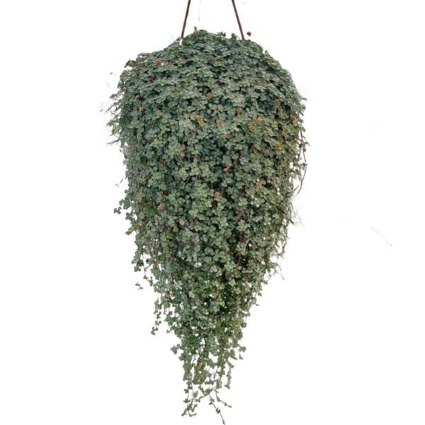 Pilea Glauca Ø17 CM Y45-50 CM - Image 1