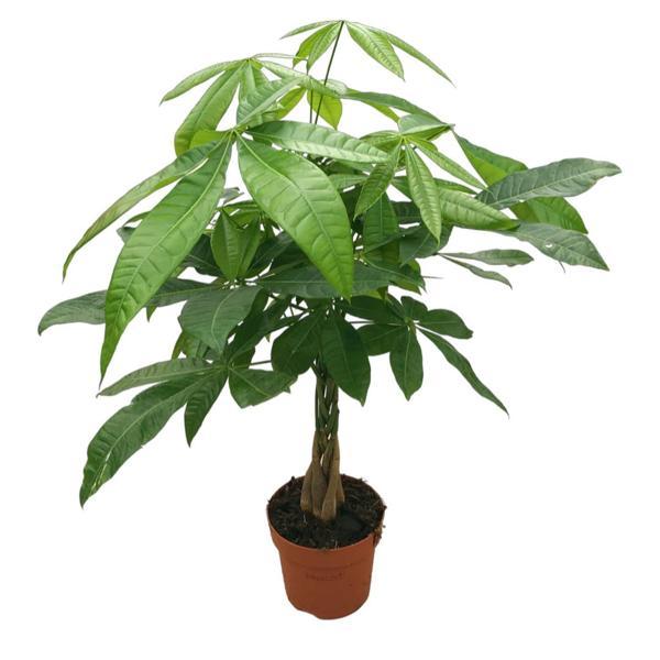 Pachira Aquatica (Para Ağacı) - Image 1