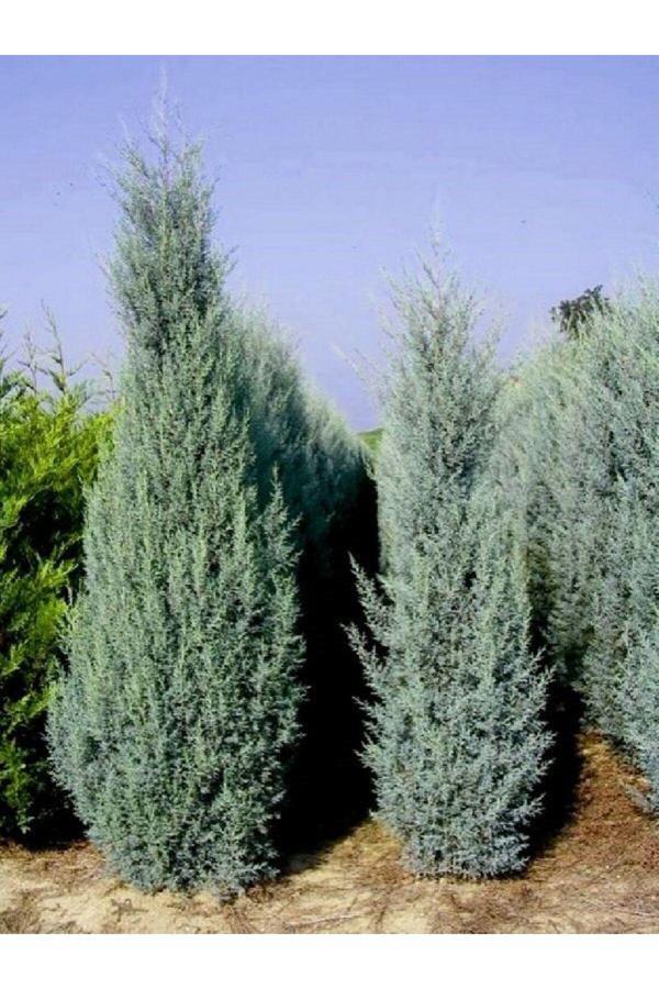 Doğaşık Mavi Servi Fidanı (Picea Pungens) 50 60 Cm - Image 1