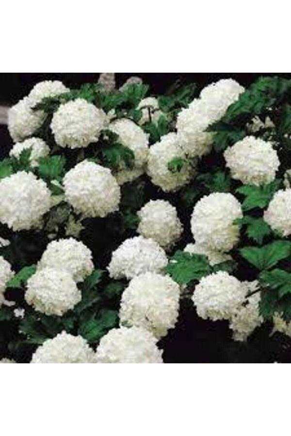 Bahçevilya Çınar Kartopu Çiçeği - Image 1