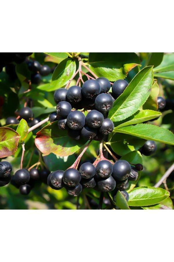 Bahçevilya Aronia ( Aronya) Fidanı Küçük Saksılı - Image 1