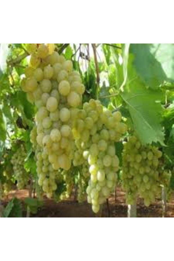 Bahçevilya Hatun Parmağı Üzümü Sarı Yeşil Renkli Tüplü 1-2 Yaş Arası - Image 1
