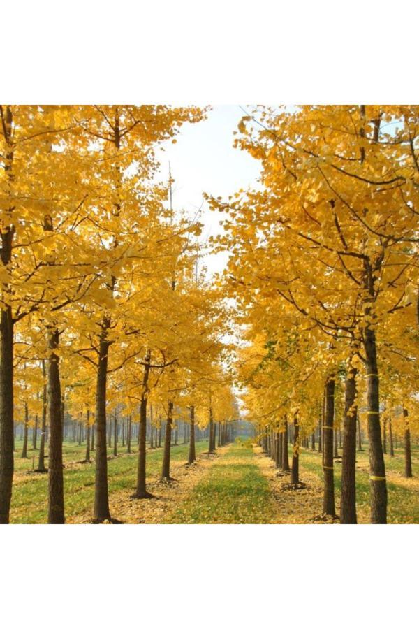 Doğaşık 1 Adet Mabet Fidanı 20 25 Cm - Image 1