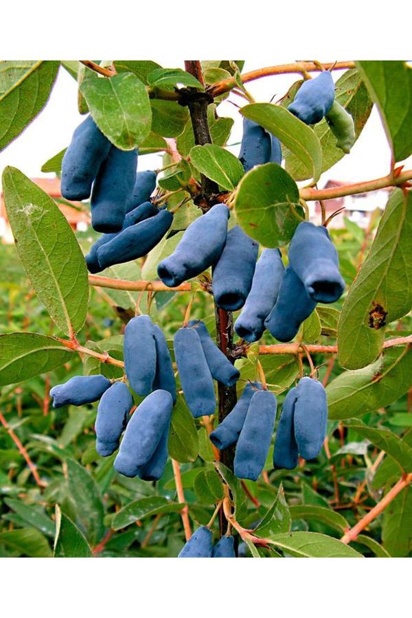 Bahçevilya Bal Yemişi Fidanı: Bahçenize Lezzet Ve Renk Katın! - Image 1