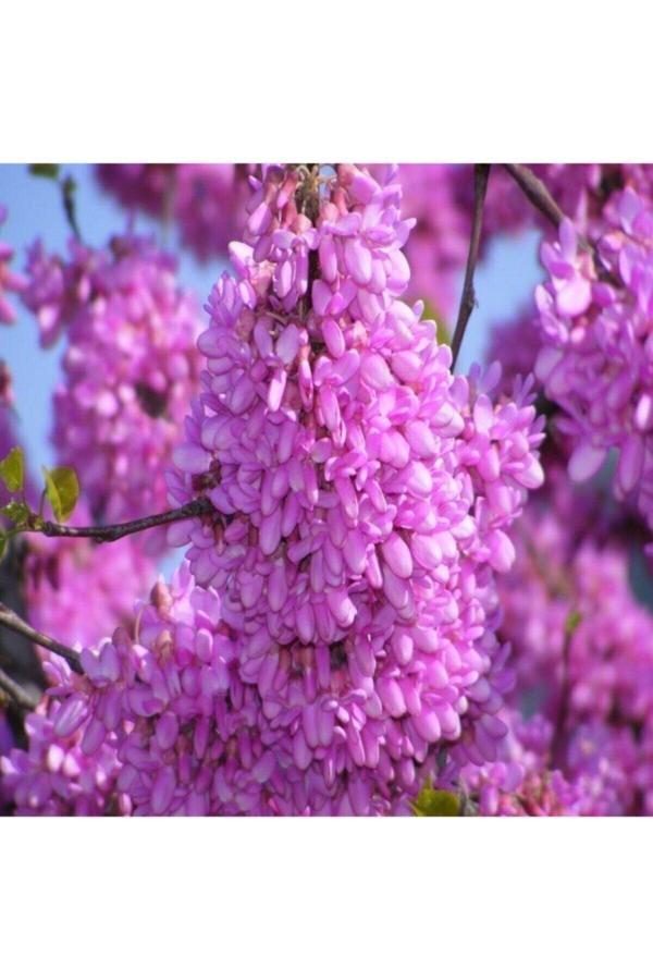 Bahçevilya Tüplü Pembe Çiçekli Erguvan Ağacı Fidanı 1-2 Yaş Arası 30 40 - Image 1