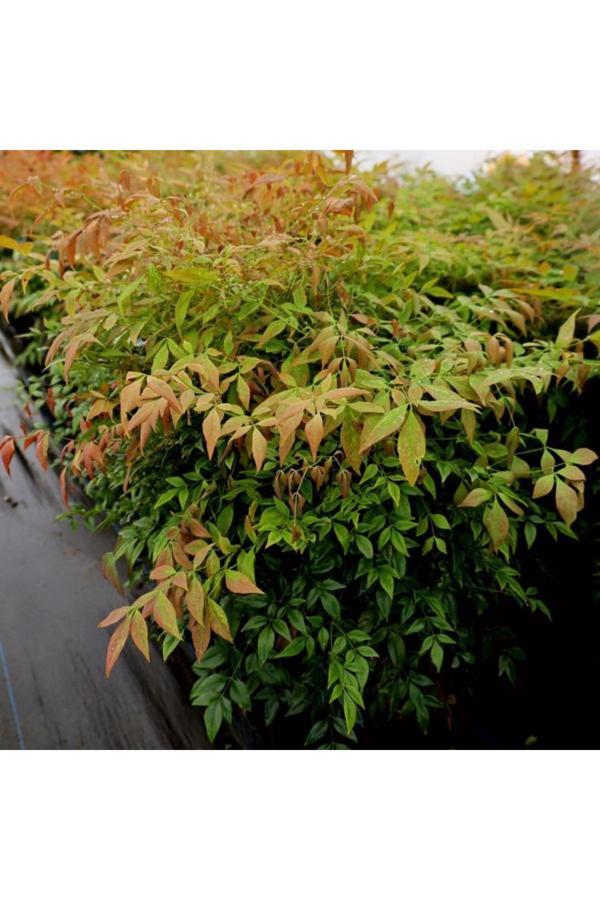 Doğaşık Cennet Bambusu[Nandina Fidanı 2 Yaşında Tüplü - Image 1