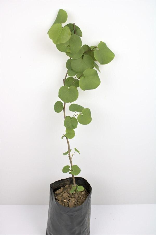 Bahçevilya Erguvan Fidanı 40 Cm 1 Adet Tüplü Erguvan Ağacı Fidanı Erguvan Çiçeği Fidanı Erguvan Fide Ağaç - Image 1