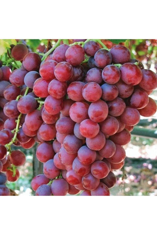 Ases Tüplü Red Globe Üzüm Fidanı Iri Taneli 2 Yaş - Image 1